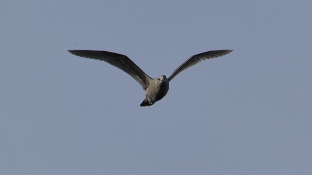 Gull flying toward the camera Gull flying toward the camera