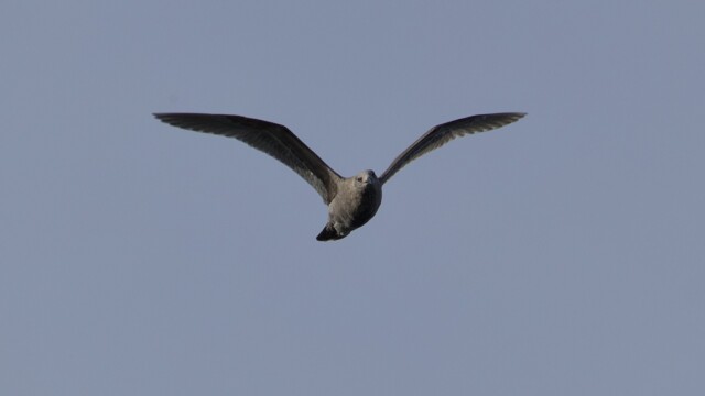 Gull flying toward the camera Gull flying toward the camera