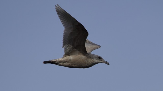 Seagull in flight Seagull in flight