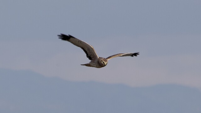 Northern harrier flying above the marsh at Boundary Bay Northern harrier flying above the marsh at Boundary Bay