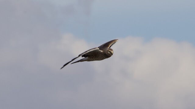 Northern harrier flying over Boundary Bay Northern harrier flying over Boundary Bay