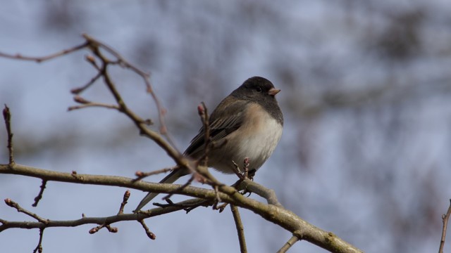 Dark-eyed junco at Beach Grove Park Dark-eyed junco at Beach Grove Park