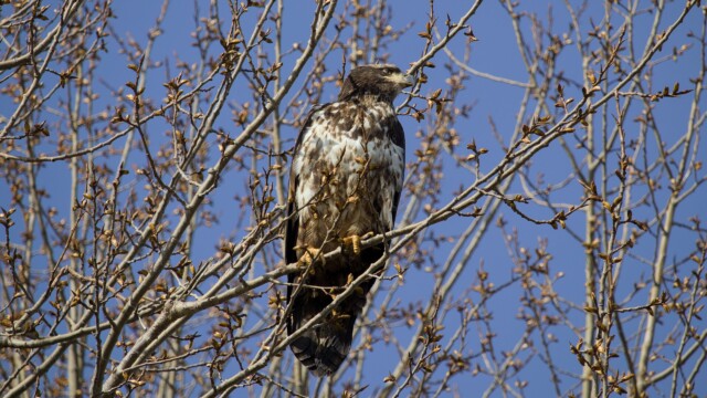 Juvenile bald eagle hanging out Juvenile bald eagle hanging out