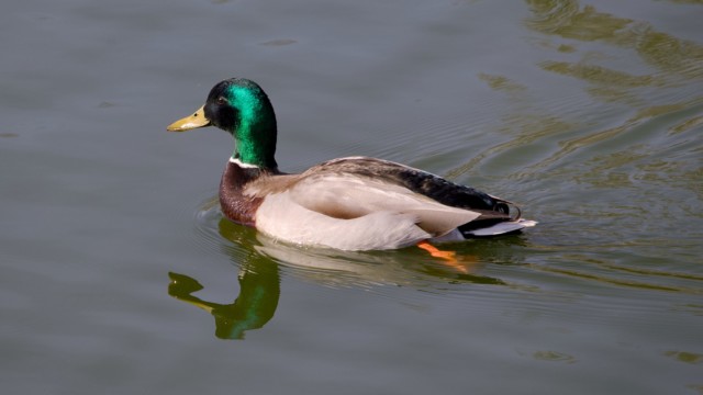 A shiny mallard gliding in a pond A shiny mallard gliding in a pond