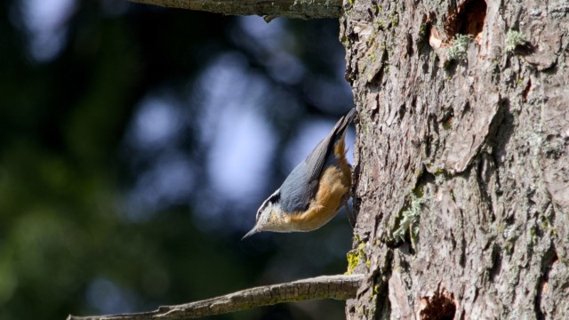 Rare sighting of a red-breasted nuthatch at Beach Grove Park Rare sighting of a red-breasted nuthatch at Beach Grove Park