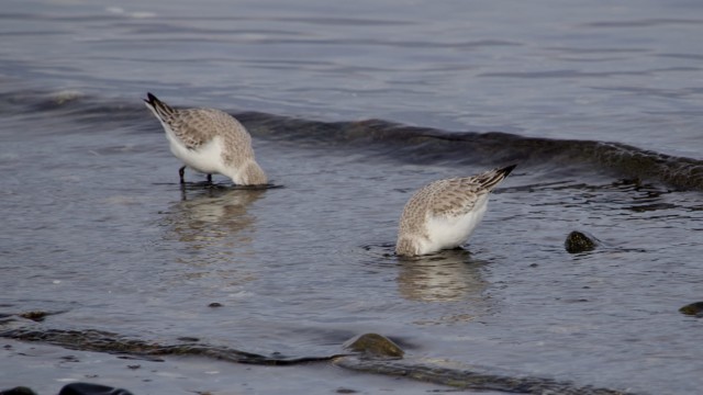 Sanderlings sander-dunking at Boundary Bay Sanderlings dunking at Boundary Bay