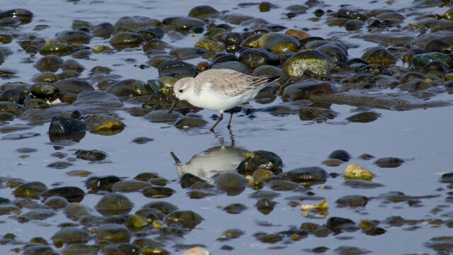A sanderling walking through the shallows at low tide A sanderling walking through the shallows at low tide