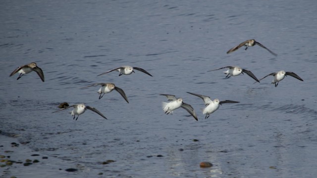A mix of sanderlings and dunlins taking flight A mix of sanderlings and dunlins taking flight