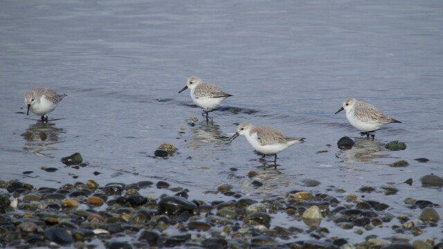 Four sanderlings patrolling the shoreline Four sanderlings patrolling the shoreline