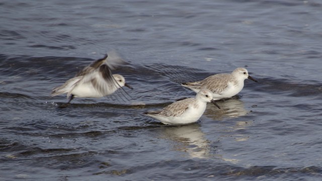 Sanderling taking flight over a pair of others Sanderling taking flight over a pair of others