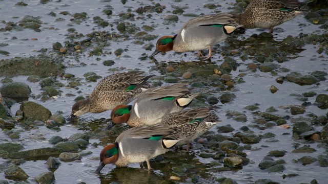 Green-winged teals grazing in the shallows Green-winged teals grazing in the shallows