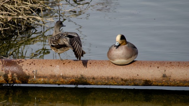 Female wigeon stretching, male wigeon not noticing Female wigeon stretching, male wigeon not noticing