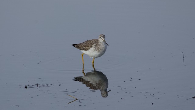 Greater yellowlegs stalking the shoreline Greater yellowlegs stalking the shoreline