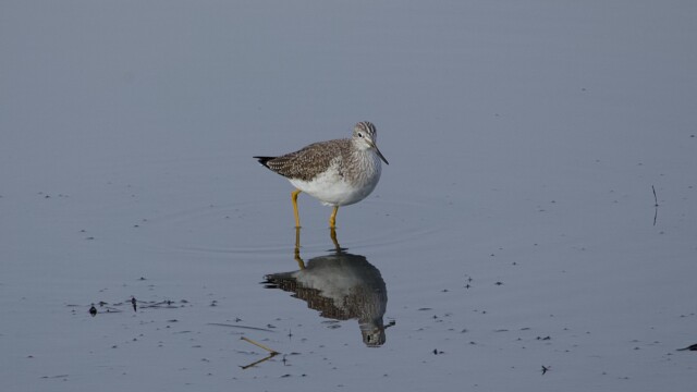 Greater yellowlegs stalking the shoreline Greater yellowlegs stalking the shoreline