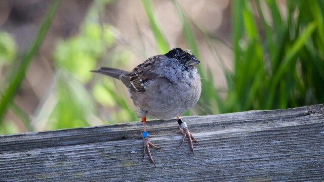 A multi-banded golden-crowned sparrow on the fence