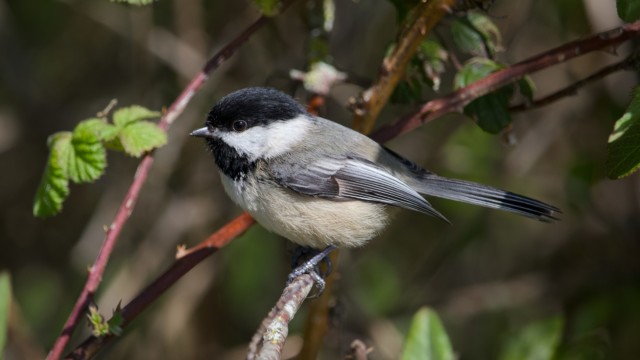 Chickadee hanging out