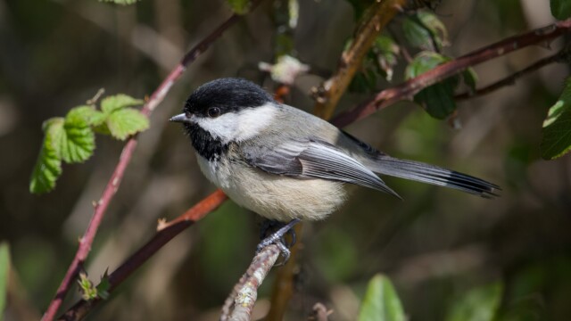 Chickadee hanging out