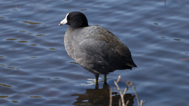 One of the last coots, perhaps pondering where the other coots are.