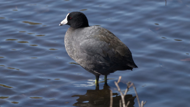 One of the last coots, perhaps pondering where the other coots are.