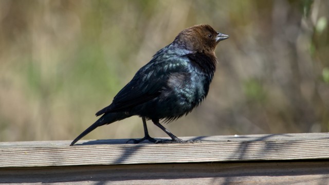 Male cowbird looking ruffled in the sun