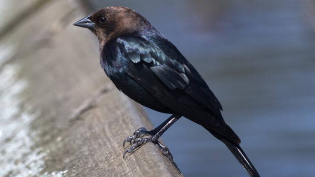 Brown-headed cowbird on a railing.