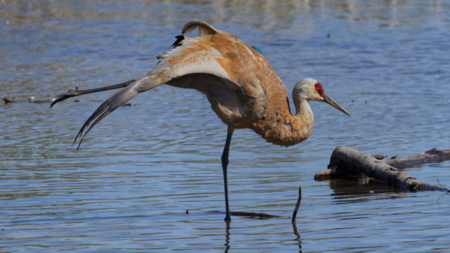 Sandhill crane working the kinks out