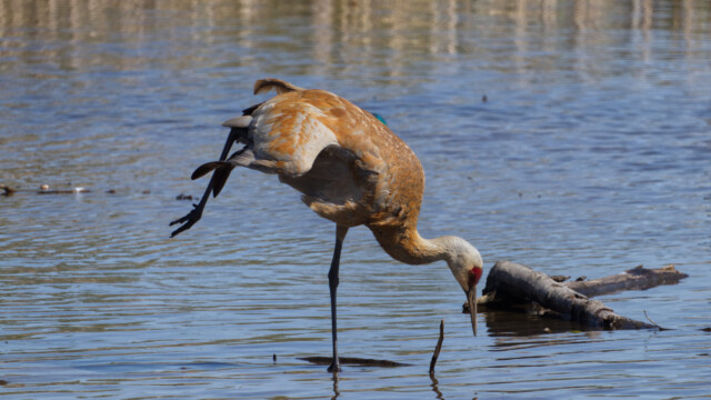 Sandhill crane in yoga pose