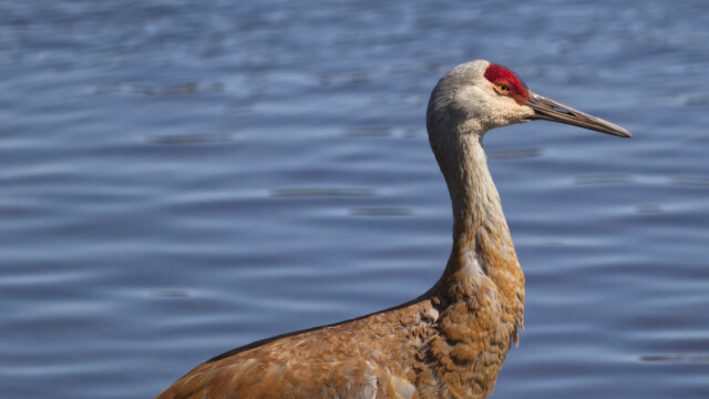 Sandhill crane in profile