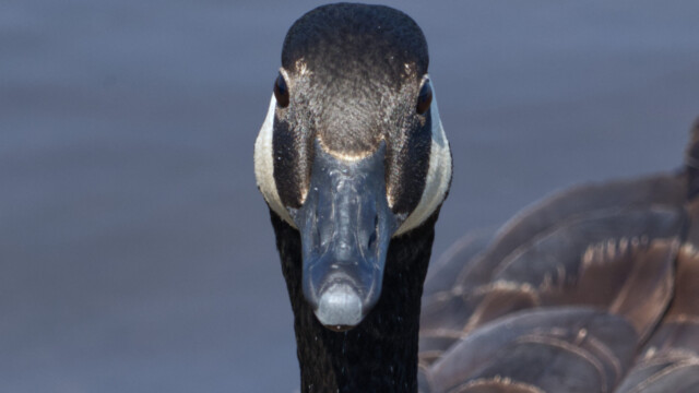 Goose in the face