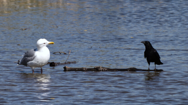 This gull likes where the crow is standing. 1/4