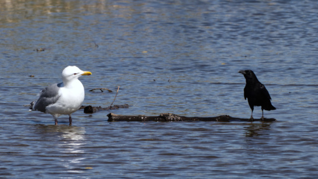 This gull likes where the crow is standing. 1/4