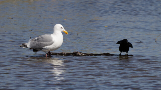 The gull advances, the crow is wary. 2/4