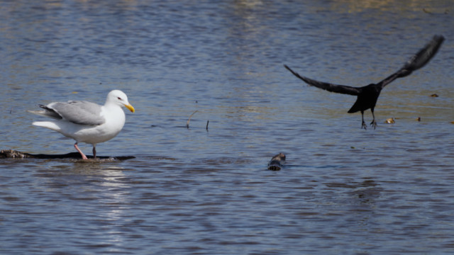 The crow decides it wants to go somewhere else. 3/4