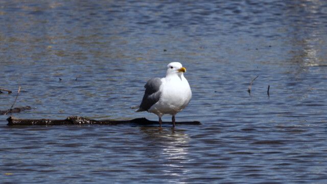 The gull enjoys the other end of the log. 4/4