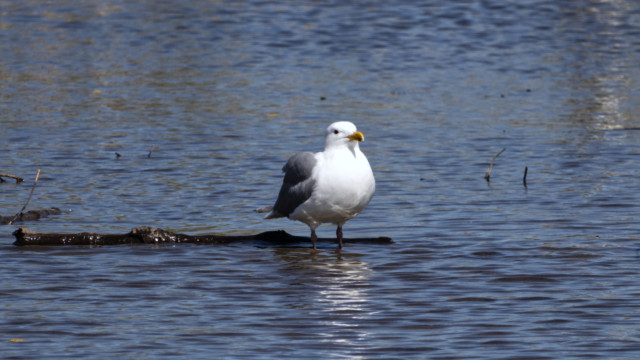 The gull enjoys the other end of the log. 4/4