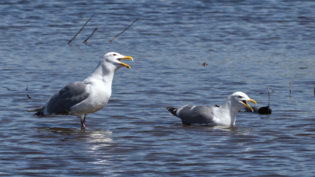 "Together, we can annoy everyone else here with our song of despair."