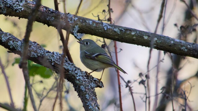 A kinglet holding still for just a moment