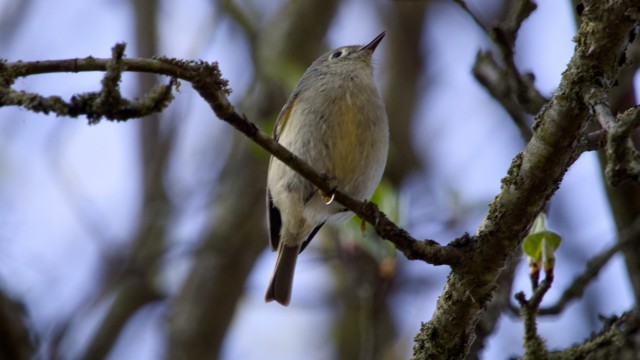 A ruby-crowned kinglet in an extremely rare moment of repose