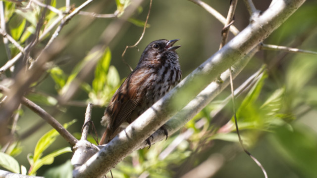 Song sparrow mid-song
