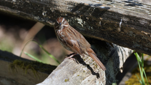 Song sparrow stare