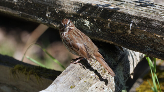 Song sparrow stare