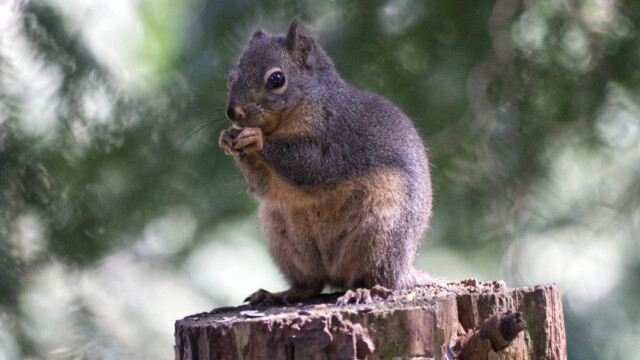 Squirrel, different angle
