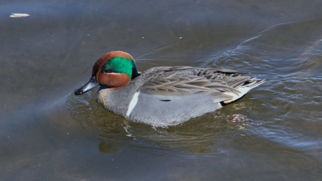 Green-winged teal paddling along