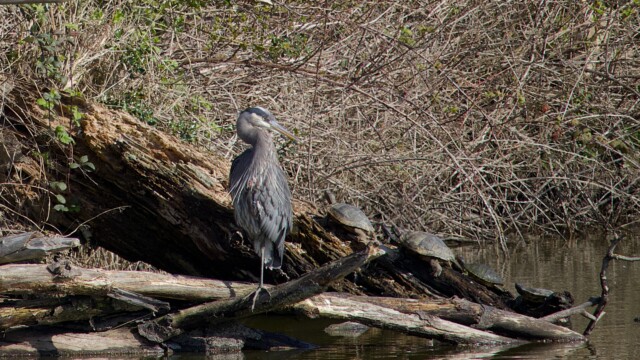 I only realized all the turtles in the shot after it was pointed out (I was shooting the herons).