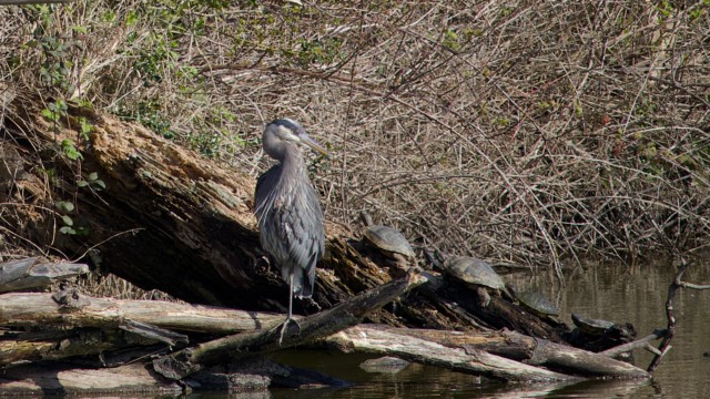 I only realized all the turtles in the shot after it was pointed out (I was shooting the herons).