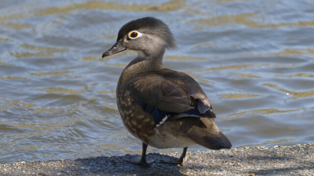 Wood duck in light and shadow