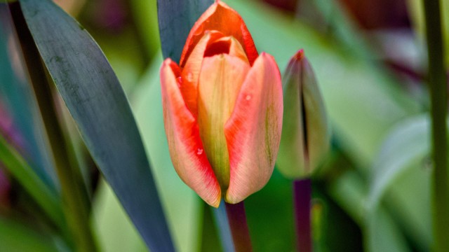 Heavily processed image of a flower. But is it art?