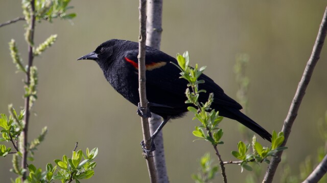 Blackbird between two branches