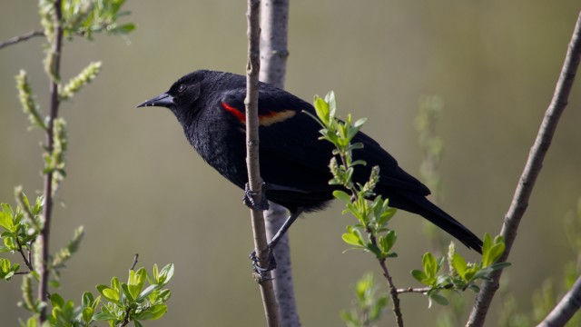 Blackbird between two branches