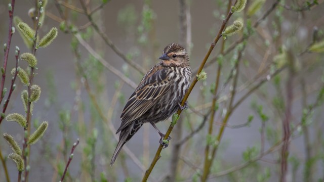 Blackbird on a branch